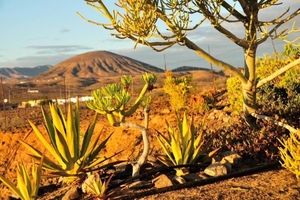Romantica Fuego - Eco Retreat Finca Artis Tirma Tarajalejo Εξωτερικό φωτογραφία